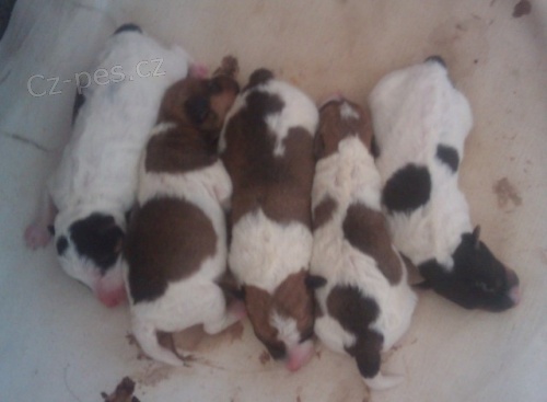 Foxterier  drsnosrst� s PP