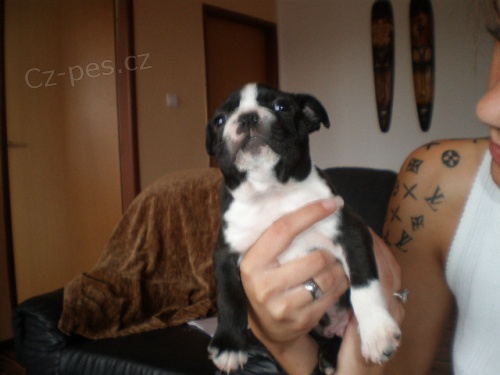 Bostonsk� teri�r