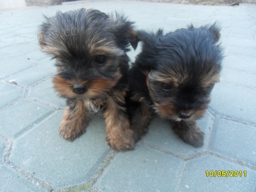 �t��ata york.teri�ra