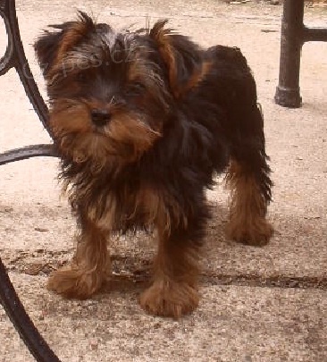 jork��rsk� teri�r