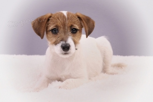 Parson a Jack Russell teri�r