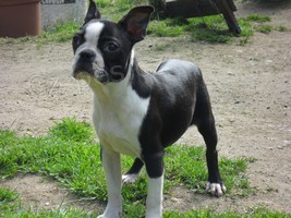 Bostonsk� terier - fene�ka s pp