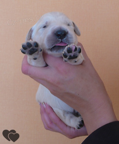 �t���tka Zlat�ch retriever� s pp !!!