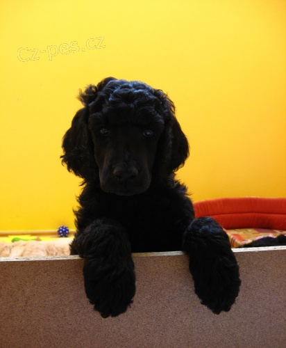 Prod�m �t�n�- fenku kr�lovsk�ho pudla s PP