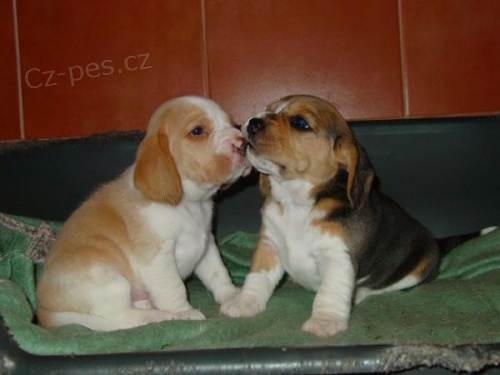 Beagle - �t��ata s PP