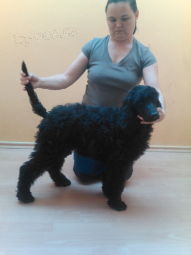 Pudl kr�lovsk�- fenka s PP 