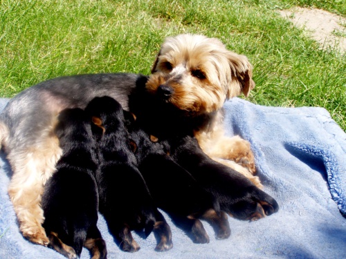 prod�m st���tka jork�