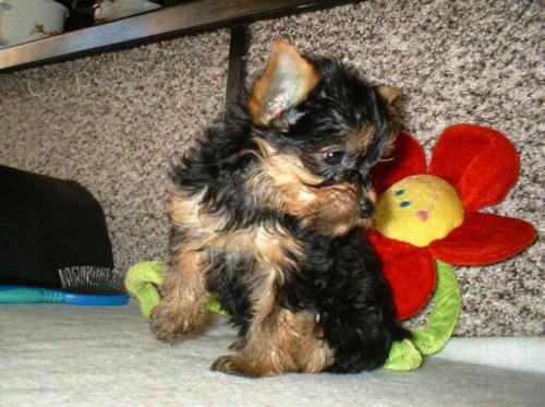 �t���tka jork��r�