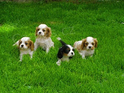 kavalir king charles �panel