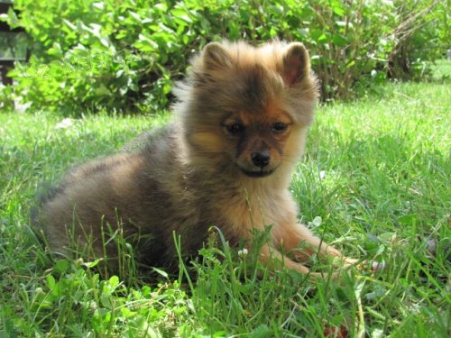  N�meck� �pic s PP