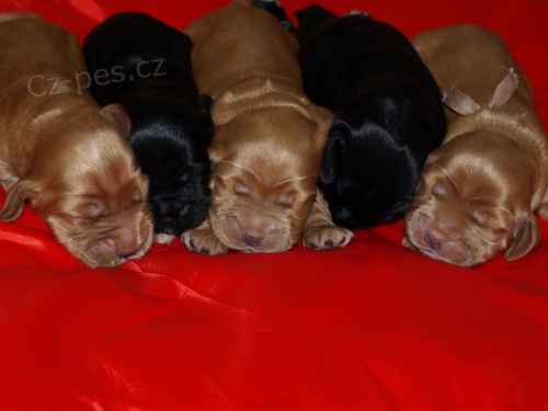 Anglick� kokr�pan�l