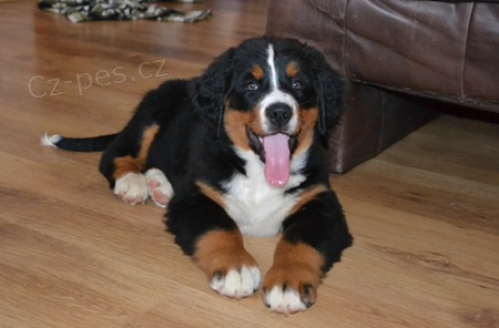 Bernsk� sala�nick� pes