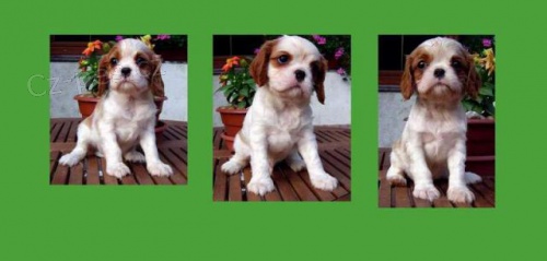 Kaval�r King Charles �pan�l