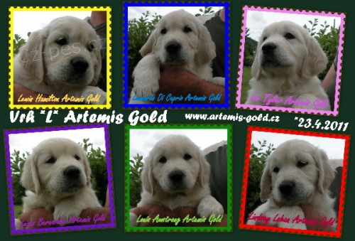 �t��ata Golden Retriever s PP