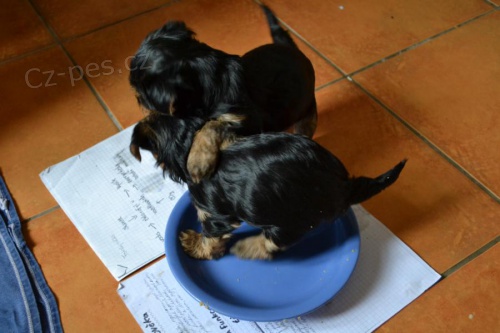 Prod�me �t���tka york��rsk�ho teri�ra