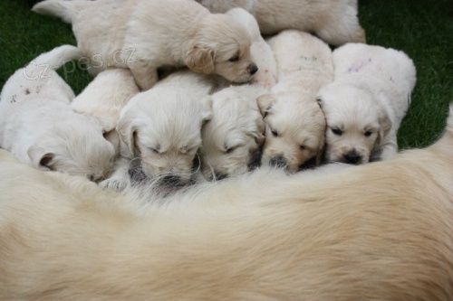 Kluci Zlat�ho retrievera s pp !!