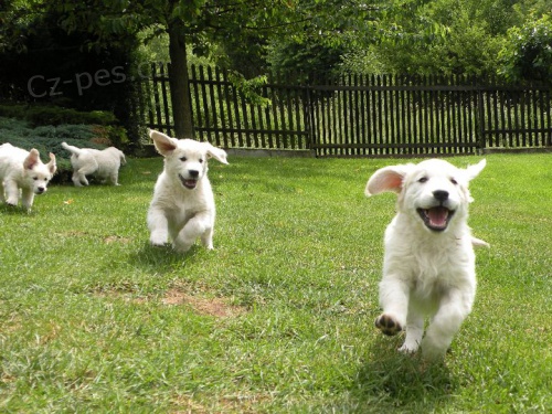 Zlat� retr�vr �t��ata s PP