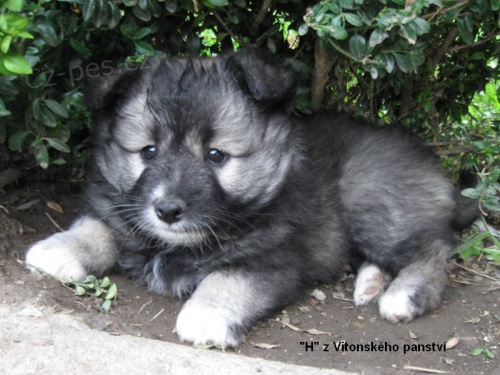 N�meck� �pic velk�