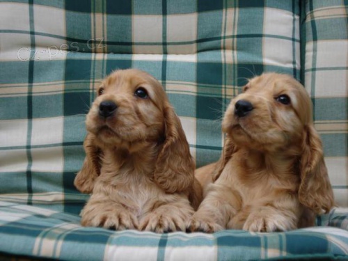 Anglick� kokr�pan�l