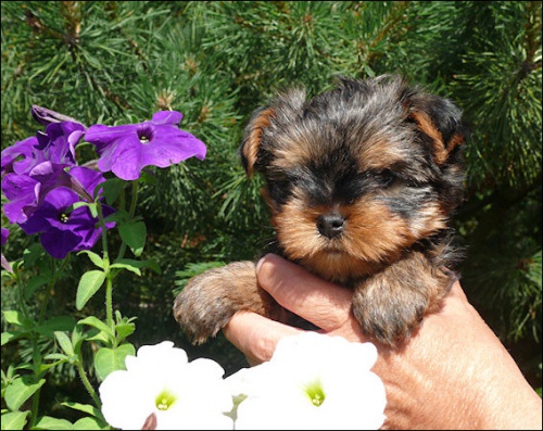 Jork��rsk� teri�r - nab�z�me pejska Ben�ka s PP.