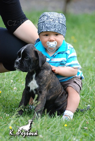 N�meck� boxer - ��han� pejsek s PP