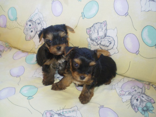 jork��rsk� terier