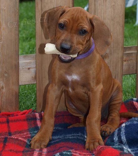 �t�n� Rhod�sk�ho Ridgebacka s PP ihned k odb�ru