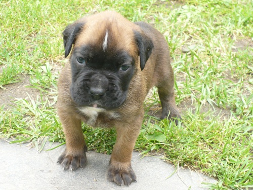 Prod�m �t��ata N�meck�ho boxera