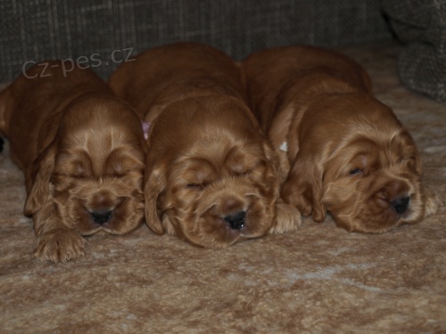 Anglick� kokr�pan�l