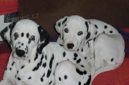 Prod�m dalmatina s PP