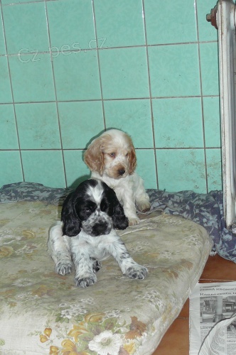 Anglick� kokr�pan�l