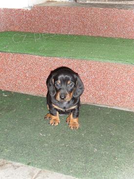 �t�n� jezev��k