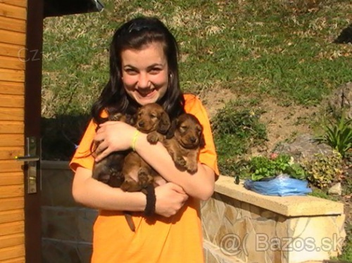 Jezev��k dlouhosrst� standard 