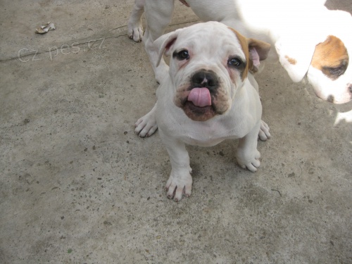 predam posledn� �te�a