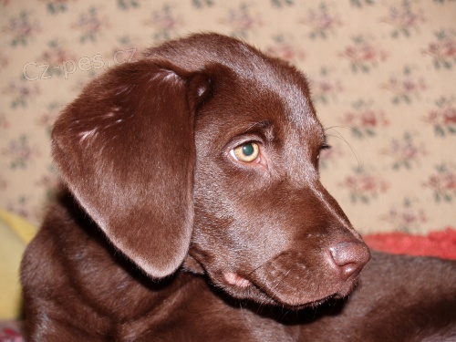 Prod�m hn�dou fenu labradora