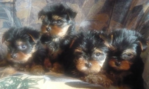 jork��rsk� teri�r