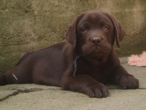 Labradorský retriever -černá a čokoládová štěnátka s PP Labradorský retriever -černá a čokoládová štěnátka s PP