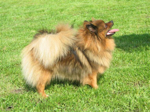 N�meck� �pic mal� s PP