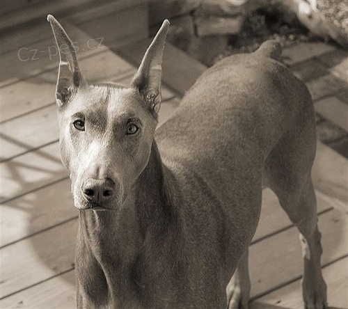 Hled�m isabela nebo modr� �t�n� dobrmana