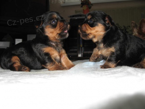 Pred�m �teniatka Jorksirskeho teriera