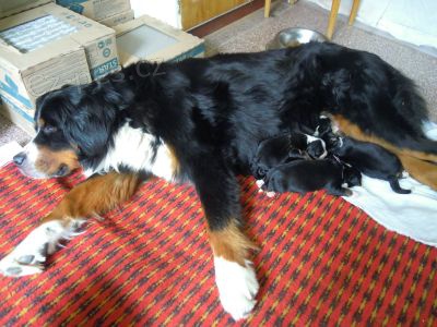 Prod�m �t���tka Bernsk�ho sala�nick�ho  psa bez PP