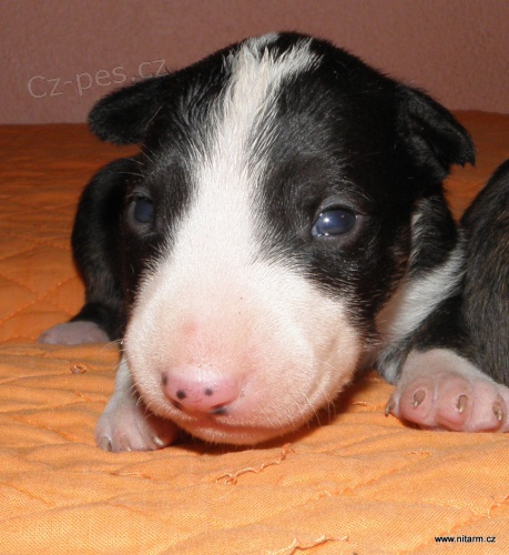 Bullterier-�t���tka s PP