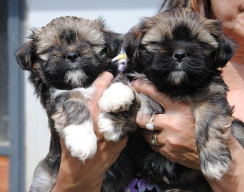 kr�sn� �t���tka lhasa-apso