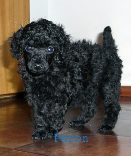 Pudl toy �ern� s pp