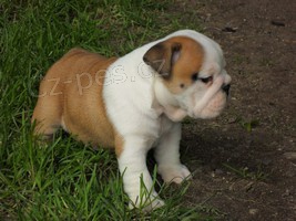 Anglick� buldok - fene�ka s pp