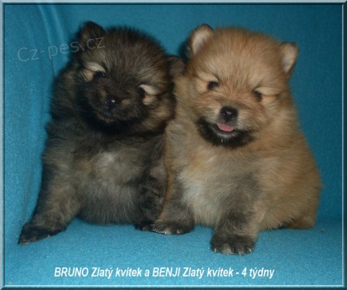 N�meck� �pic trpasli��/Pomeranian
