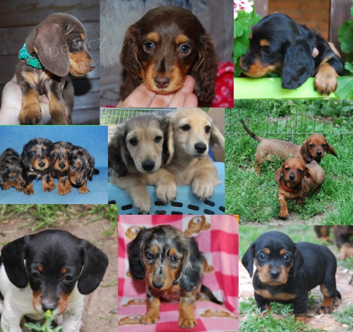 �t��ata jezev��k�