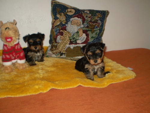 jork��ra�ci �t�natka