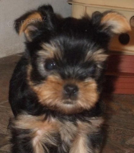 Jork�irsk� teri�r - pejsek