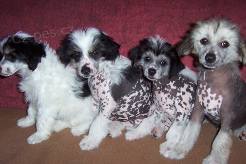 ��nsk� chocholat� pes - �t�natka